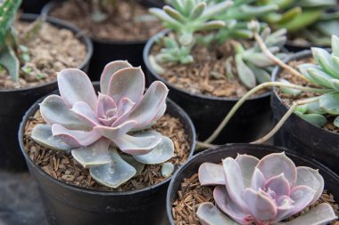 Kaktüsler tencere ev Bahçe