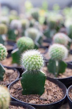 Küçük saksı kaktüs bitkileri