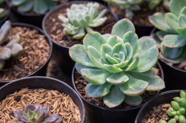 Kaktüsler tencere ev Bahçe