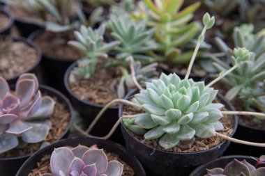 Kaktüsler tencere ev Bahçe