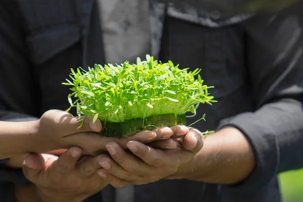 Handen met kleine groene planten — Stockfoto