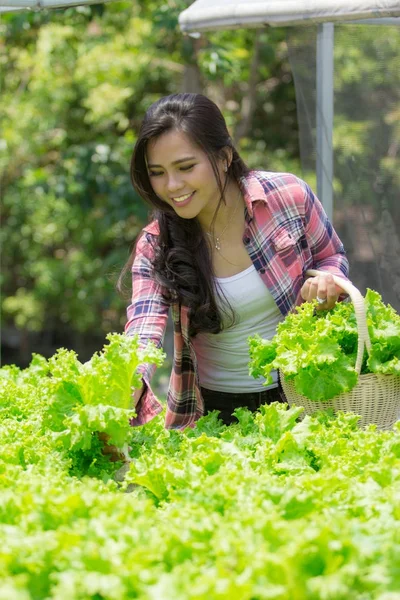 Kvinna skörd från hydrophonic gård — Stockfoto