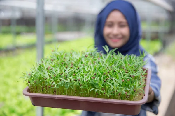 Nő gazdaság kis zöld növények. — Stock Fotó