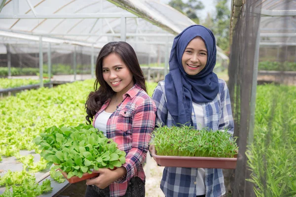 Vrouwen houden van een kleine groene planten. — Stockfoto