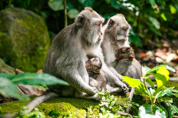Małpy matki karmienie jej trafiło — Zdjęcie stockowe