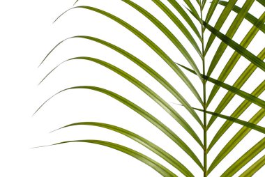 Yeşil tropikal palmiye ağacının yaprakları