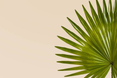 pastel Creme arka plan üzerinde egzotik tropik yapraklar