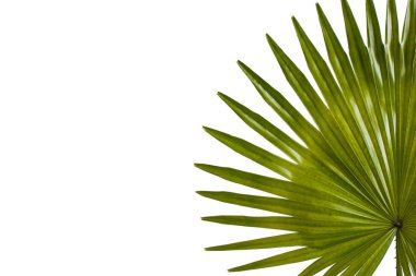 Beyaz arka plan üzerinde egzotik tropik yapraklar