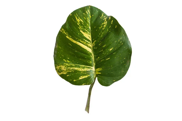 Tropische bladeren geïsoleerd op witte achtergrond — Stockfoto