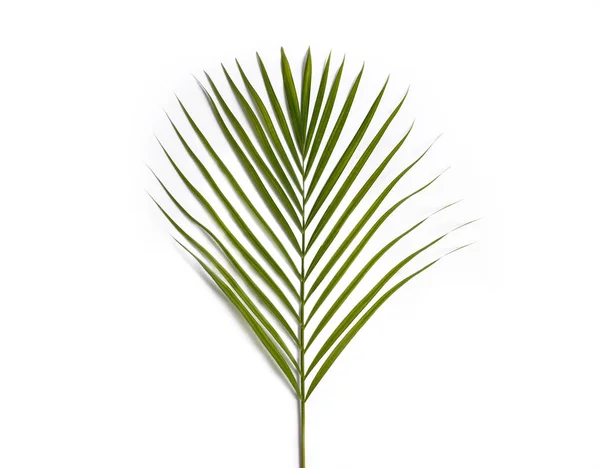 Feuilles tropicales vertes de palmier — Photo