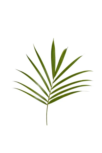 Green tropical leaves of palm tree — Stock Photo, Image