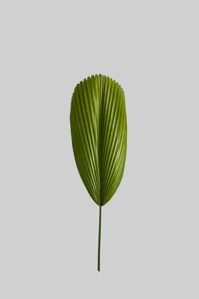 Zielonych liści tropikalnej na szarym tle — Zdjęcie stockowe