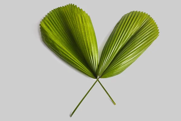 Hojas tropicales verdes sobre fondo gris —  Fotos de Stock