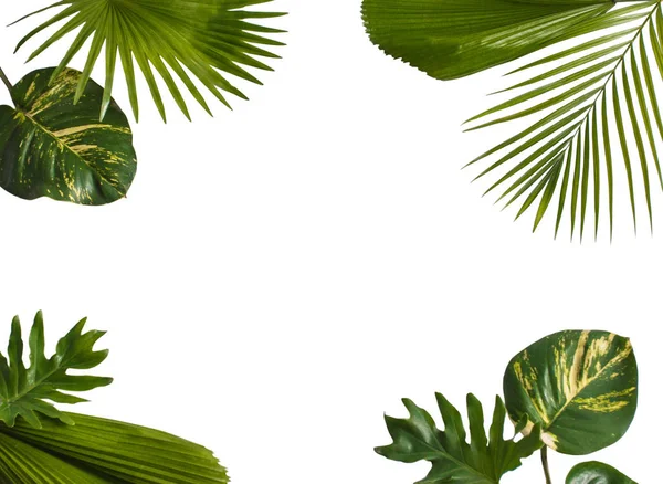 Diseño de naturaleza creativa hecha de hojas tropicales —  Fotos de Stock