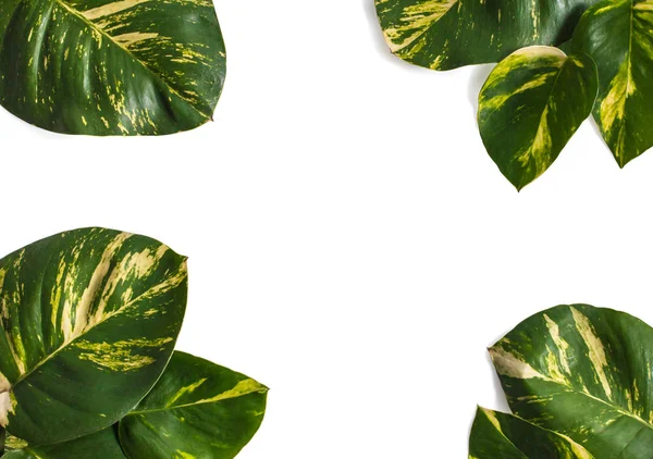 Diseño de naturaleza creativa hecha de hojas tropicales — Foto de Stock