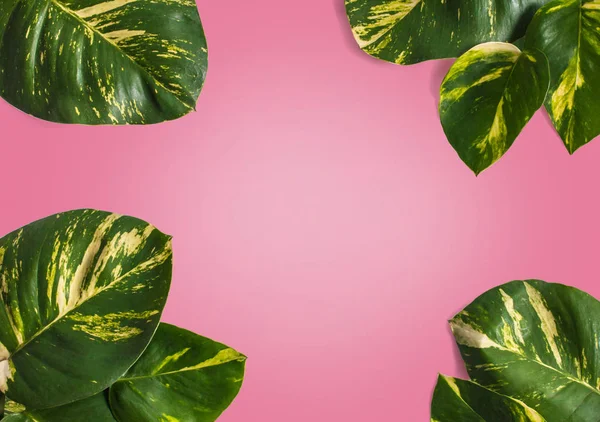 Diseño de naturaleza creativa hecha de hojas tropicales — Foto de Stock