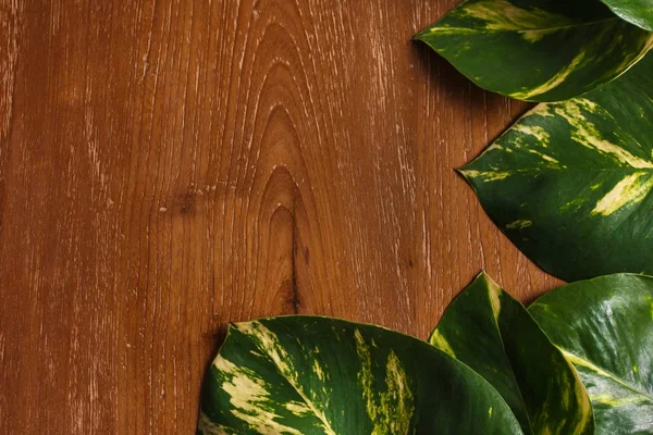 Trópusi levelek elrendezése fából készült háttér — Stock Fotó