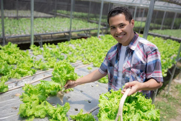 Férfi hydrophonic Farm betakarítás — Stock Fotó