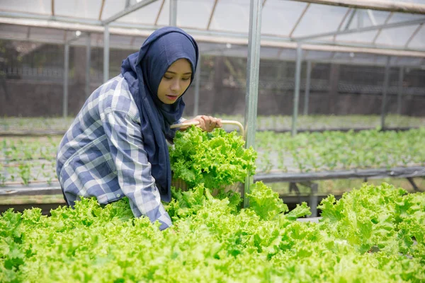 Женщина собирает урожай с гидрофонической фермы — стоковое фото