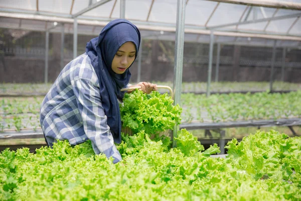 Kvinna skörd från hydrophonic gård — Stockfoto