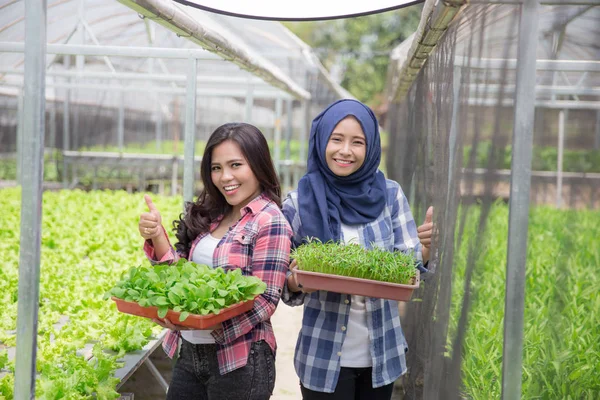 Nieuw leven van een plant — Stockfoto