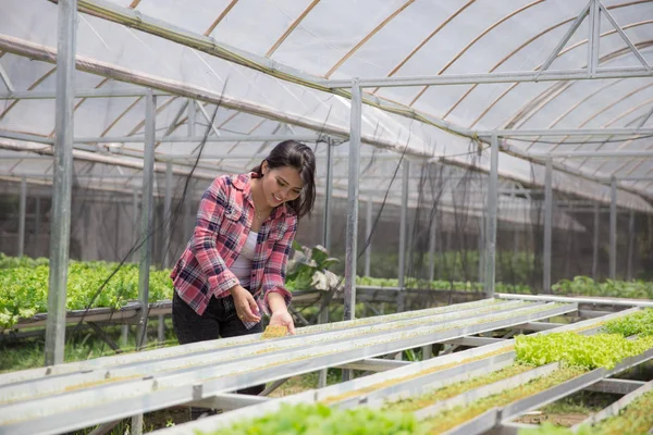 Aanplant nieuw leven in de farm — Stockfoto