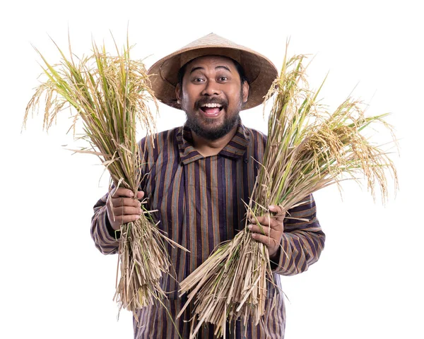 Счастливый взволнованный фермер, показывающий свой урожай риса — стоковое фото