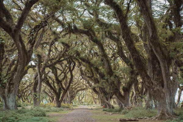 road among large trees