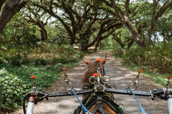 Vista de sentarse detrás de un caballo mientras monta un paseo en dokar en el parque —  Fotos de Stock