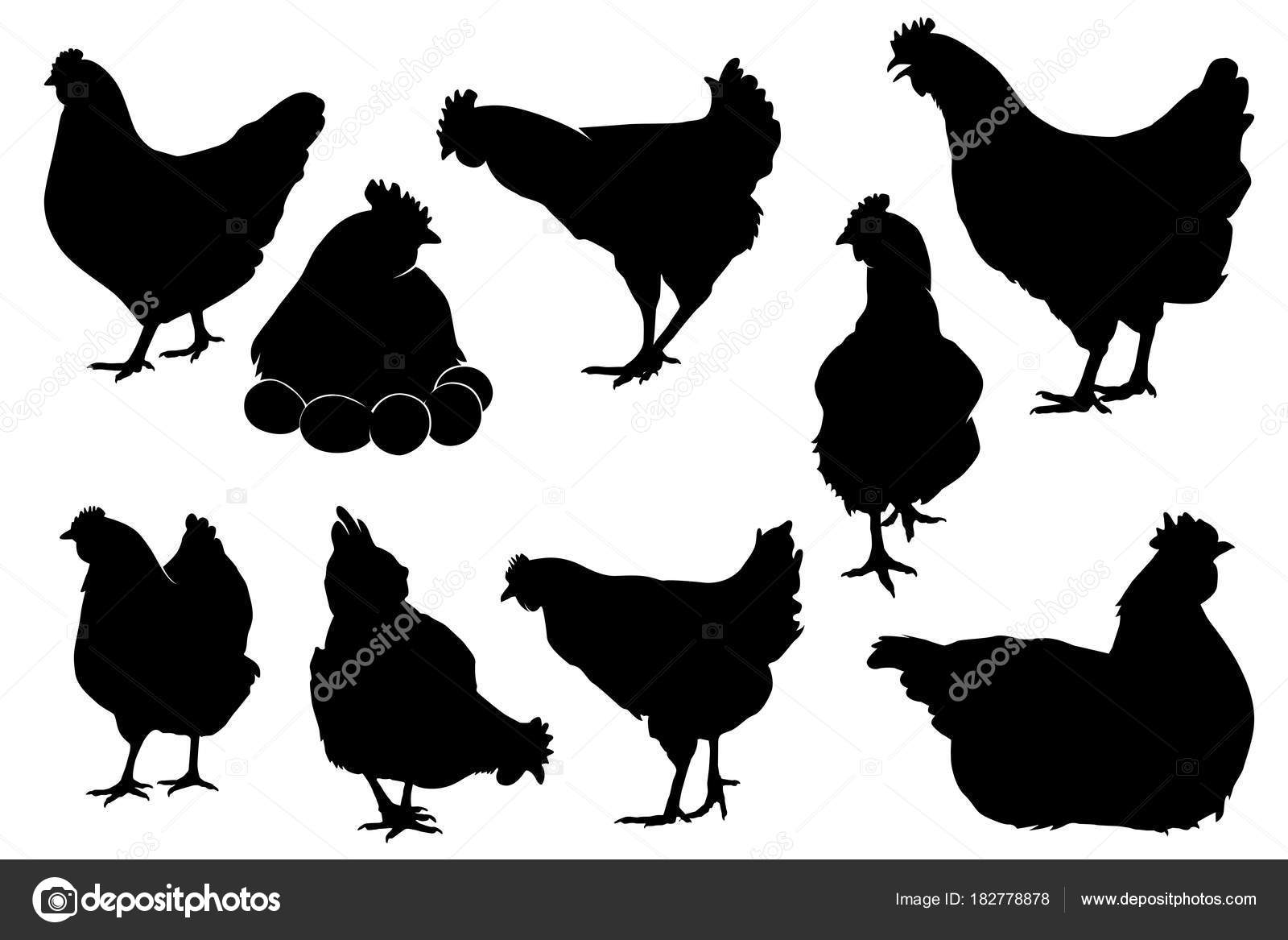 すべての動物の画像 ラブリー鶏 イラスト リアル フリー すべての動物の画像 ラブリー鶏 イラスト リアル フリー