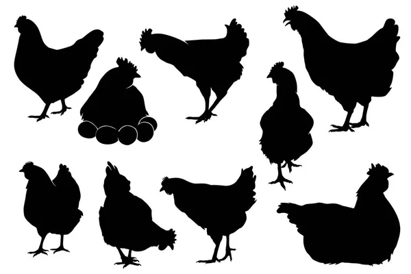 Set vettore silhouette pollo gallina — Vettoriale Stock