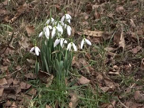 Snödroppar Naturen Skogen Med Ljud Vilda Fåglar Första Våren Blommor — Stockvideo