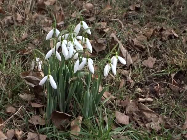 Gotas Neve Natureza Florestas Com Sons Uns Pássaros Selvagens Primeira — Vídeo de Stock