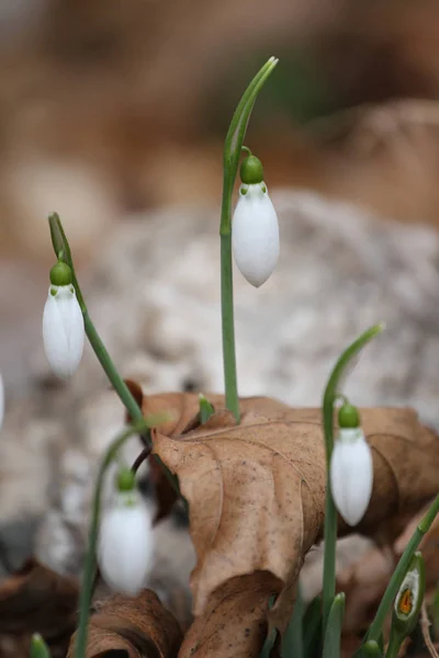 Przebiśnieg Galanthus Nivalis Przebiśnieg Wiosennych Kwiatów Przebiśnieg Lub Galanthus Snowdrop — Zdjęcie stockowe