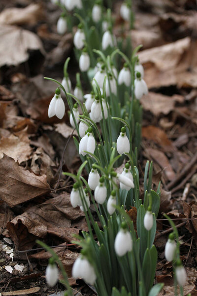 Snowdrop. Galanthus nivalis. Snowdrop spring flowers. Snowdrop or Galanthus. Spring flower snowdrop is the first flower in the end of winter and the beginning of spring.Diagonal composition, without sharpen