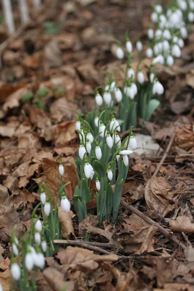 Przebiśnieg Galanthus Nivalis Przebiśnieg Wiosennych Kwiatów Przebiśnieg Lub Galanthus Snowdrop — Zdjęcie stockowe