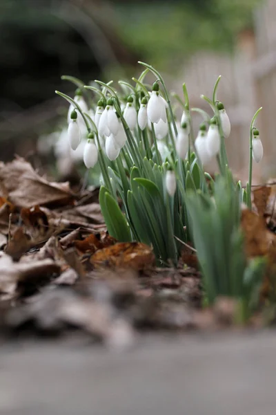 Przebiśnieg Galanthus Nivalis Przebiśnieg Wiosennych Kwiatów Przebiśnieg Lub Galanthus Snowdrop — Zdjęcie stockowe