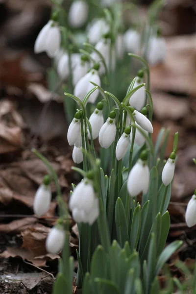 Przebiśnieg Galanthus Nivalis Przebiśnieg Wiosennych Kwiatów Przebiśnieg Lub Galanthus Snowdrop — Zdjęcie stockowe