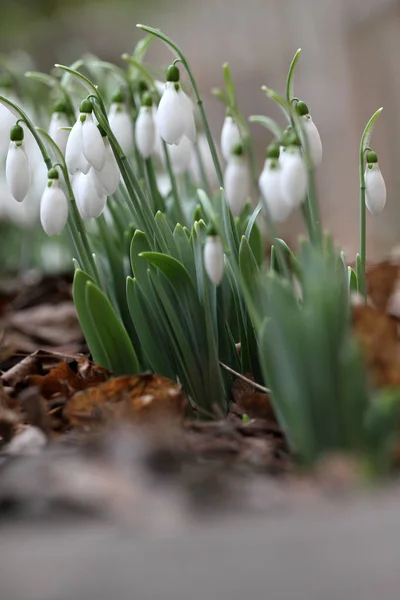 Schneeglöckchen Galanthus Nivalis Schneeglöckchen Frühlingsblumen Schneeglöckchen Oder Galanthus Frühlingsblume Schneeglöckchen — Stockfoto