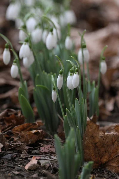 Gota Neve Galanthus Nivalis Flores Primavera Neve Gota Neve Galanthus — Fotografia de Stock