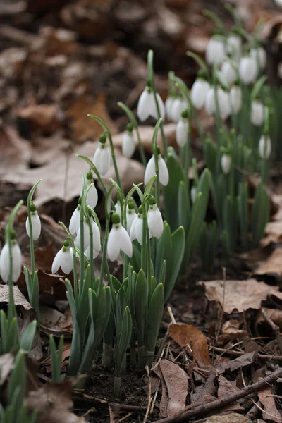 Przebiśnieg Galanthus Nivalis Przebiśnieg Wiosennych Kwiatów Przebiśnieg Lub Galanthus Snowdrop — Zdjęcie stockowe