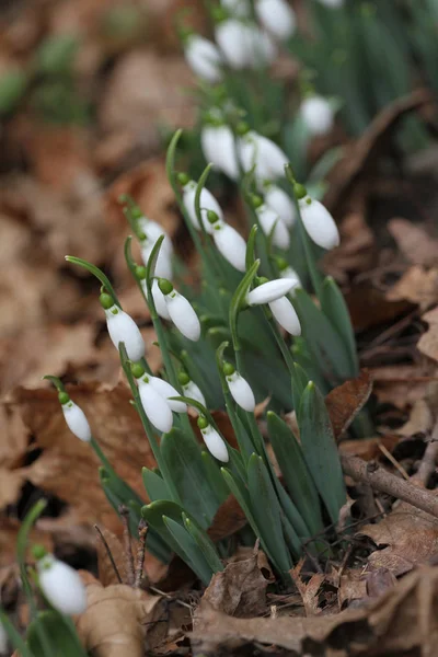 Przebiśnieg Galanthus Nivalis Przebiśnieg Wiosennych Kwiatów Przebiśnieg Lub Galanthus Snowdrop — Zdjęcie stockowe