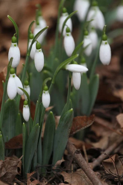 Schneeglöckchen Galanthus Nivalis Schneeglöckchen Frühlingsblumen Schneeglöckchen Oder Galanthus Frühlingsblume Schneeglöckchen — Stockfoto