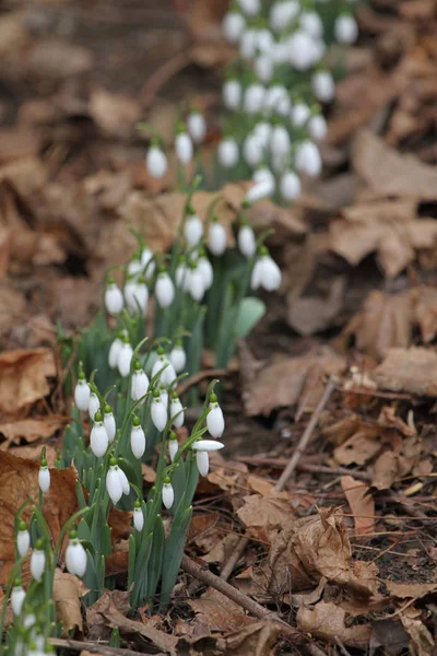 Przebiśnieg Galanthus Nivalis Przebiśnieg Wiosennych Kwiatów Przebiśnieg Lub Galanthus Snowdrop — Zdjęcie stockowe