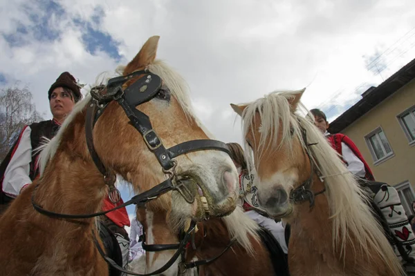 聖トドルの トドロフの日のブルガリアの 2009 日に重い丸太ではカートを引く馬の馬とレース 山の上に馬のパレード 馬および彼らの所有者は古いが 虐待や苦痛の儀式に参加します — ストック写真