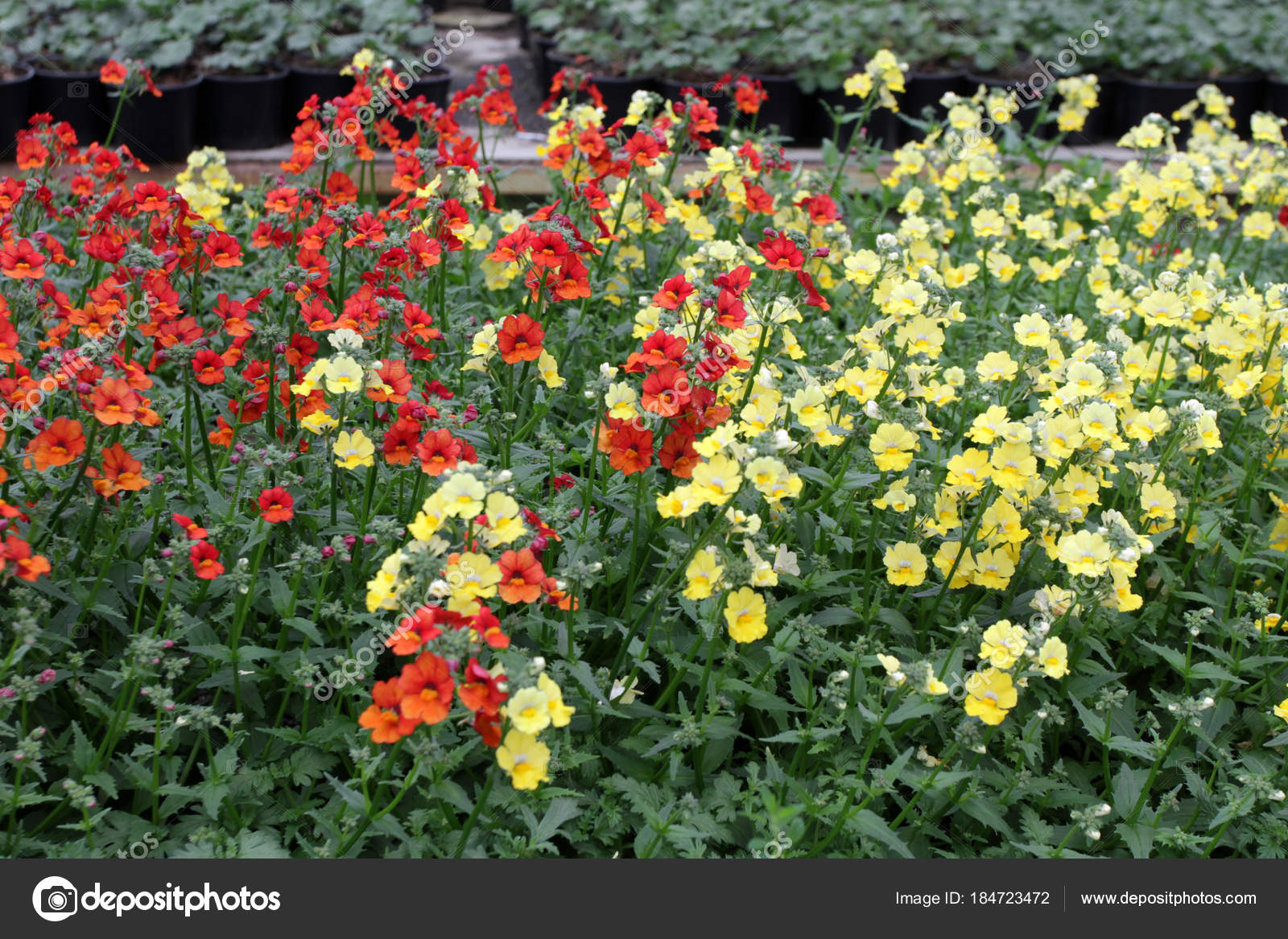 Snapdragon Snapdragon Antirrhinum Majus Flower Sale Decorations Gift Antirrhinum Flower — Stock