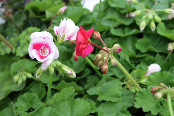 ゼラニウム 緑とカラフルなゼラニウムの葉販売のポット 花の背景 ゼラニウムの一意の色 — ストック写真