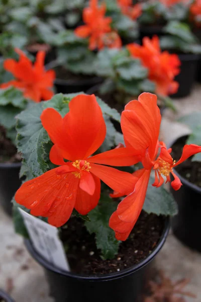 Begonien Einzigartiges Begonienblütenfeld Begonien Töpfen Blumenmuster Blumen Hintergrund — Stockfoto