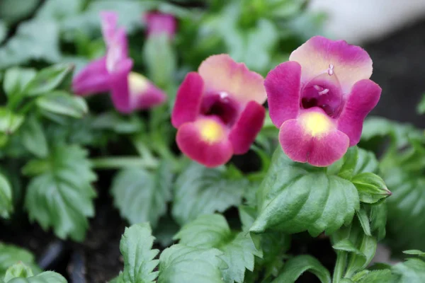 Schnappschuss Schnabeldrachen Antirrhinum Majus Blume Zum Verkauf Dekoration Oder Geschenk — Stockfoto