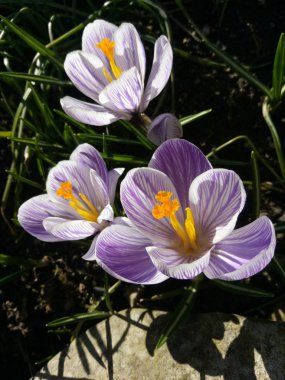 Çiğdem. Bahar crocus güneş ışığı (sanat ışık). Bahar crocus çiçek bahçesinde benzersiz rengi. Yazı işlem yok. Minzuhar